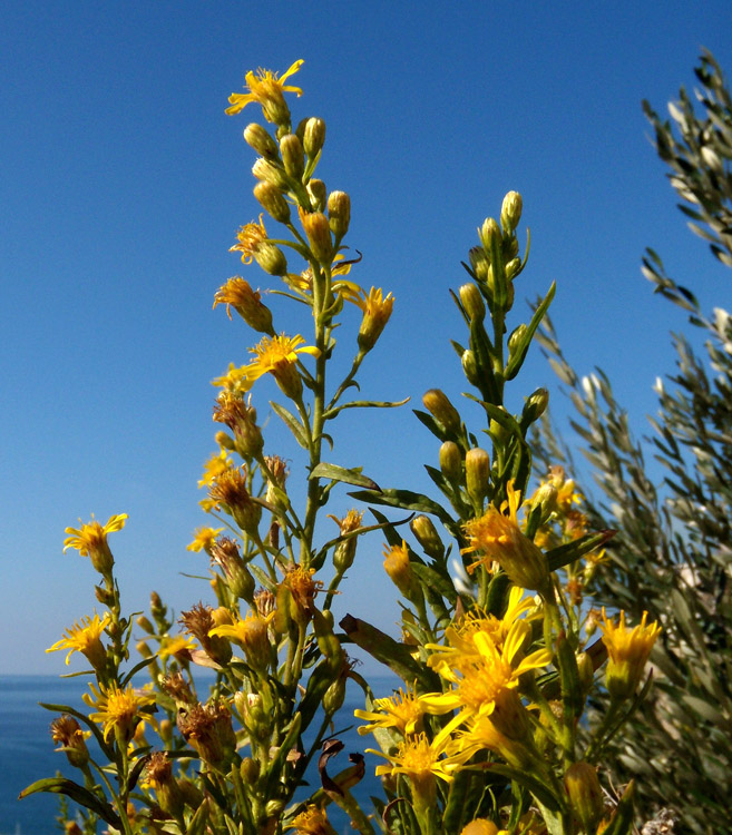 Dittrichia viscosa subsp. viscosa / Enula ceppitoni